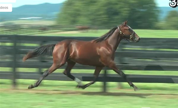Standard Bred Yearlings